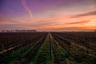 Vineyard Rows at Sunset with Pink and Orange Sky