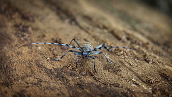 Macro close-up of a longhorn beetle on textured wood