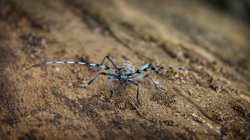 Macro close-up of a longhorn beetle on textured wood