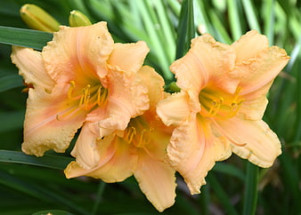 Close-up of vibrant orange daylilies in a garden