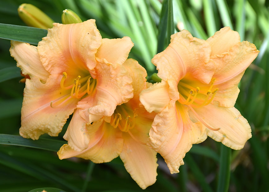 Close-up of vibrant orange daylilies in a garden