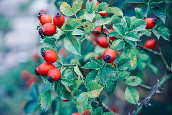 Close-up of red rose hips on green branches