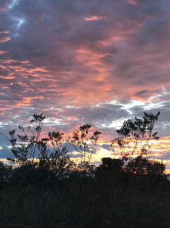 Dramatic Pink and Purple Sunset Sky Over Silhouetted Trees