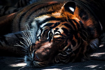 Close-up of a resting tiger with intense gaze and striped fur