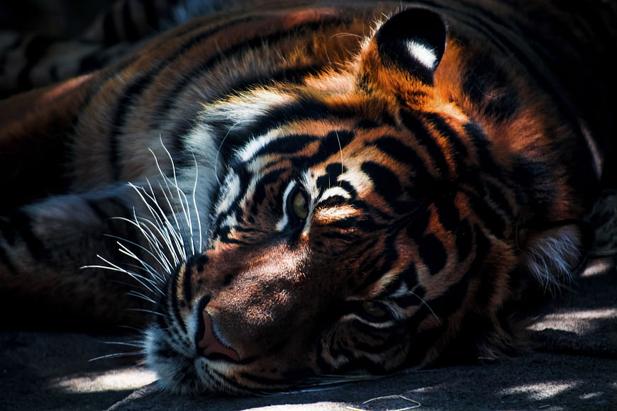 Close-up of a resting tiger with intense gaze and striped fur