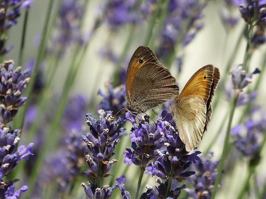 Two Meadow Brown Butterflies Mating on Purple Lavender Flowers