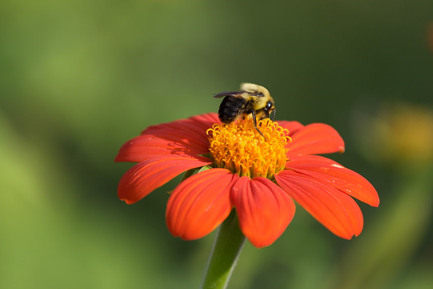 Bumblebee Pollinating Vibrant Orange Zinnia Flower