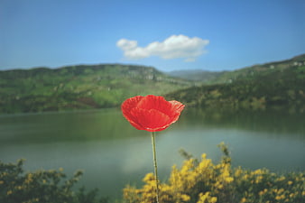 Red Poppy Flower in Focus with Blurred Lake and Hills Background