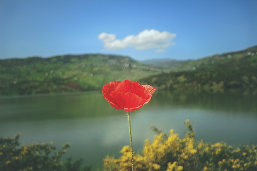 Red Poppy Flower in Focus with Blurred Lake and Hills Background