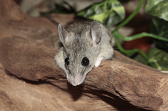 Close-up of a small grey mouse on a wooden branch