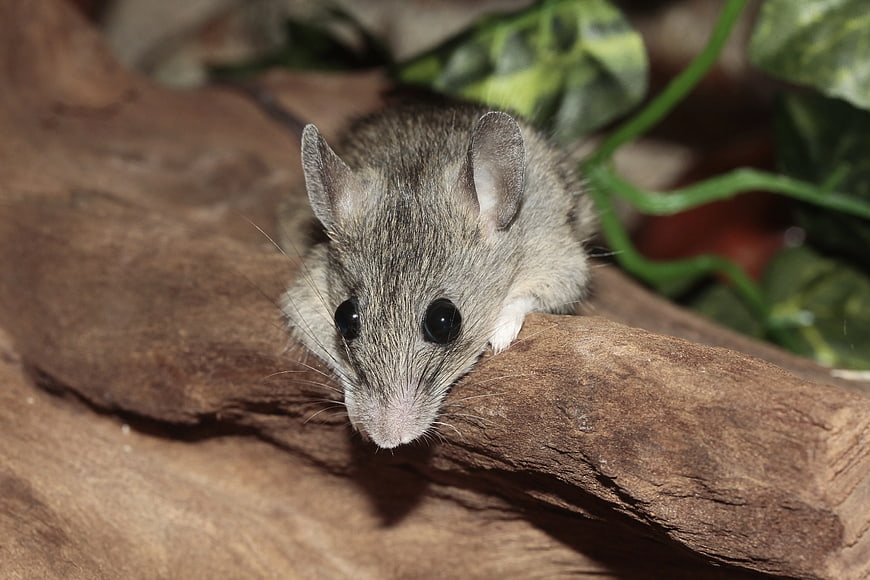 Close-up of a small grey mouse on a wooden branch