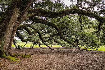 Ancient moss-covered live oak tree with sprawling branches