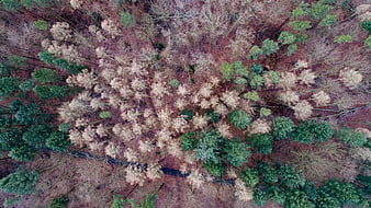 Aerial View of Mixed Forest with Evergreen and Deciduous Trees