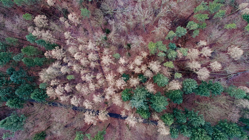 Aerial View of Mixed Forest with Evergreen and Deciduous Trees