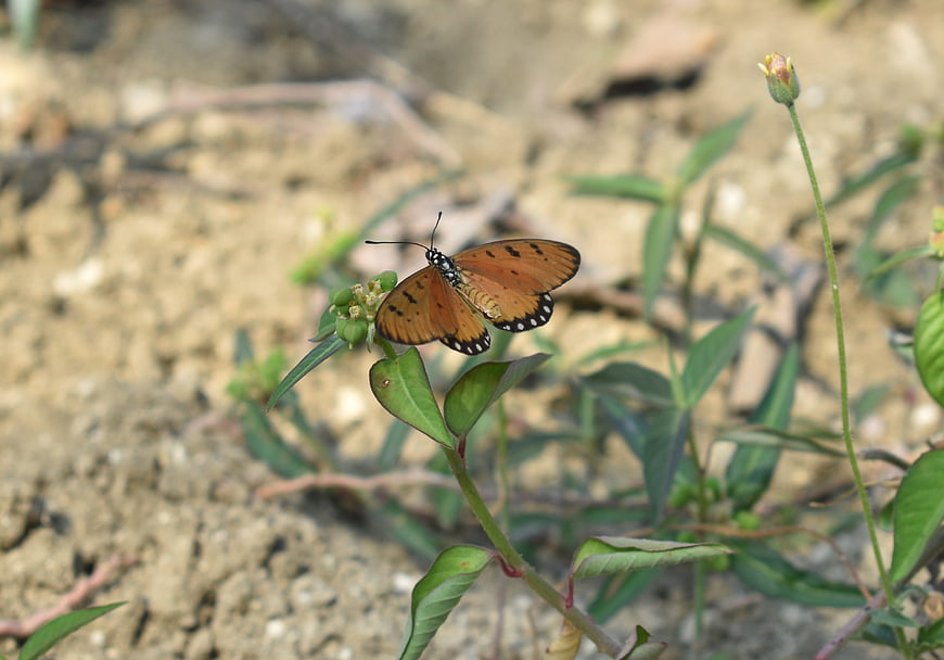 Orange butterfly resting on green plant in natural setting
