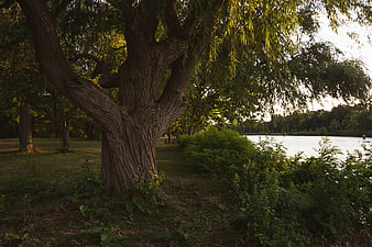 Large Willow Tree by Lake at Sunset