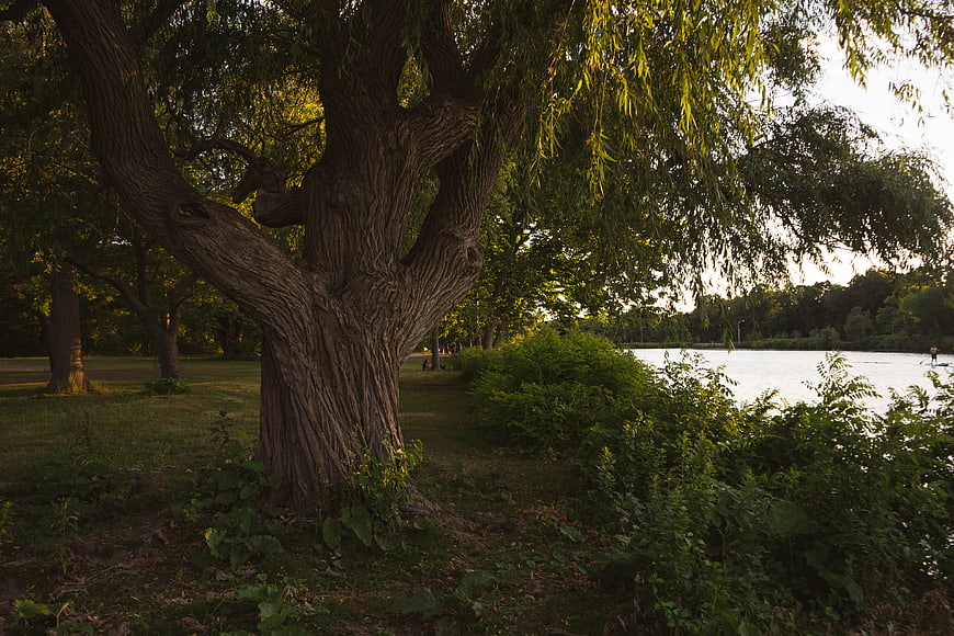 Large Willow Tree by Lake at Sunset