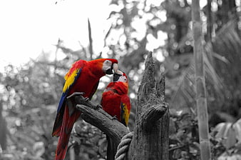 Two colorful macaws perched on a branch against a black and white background