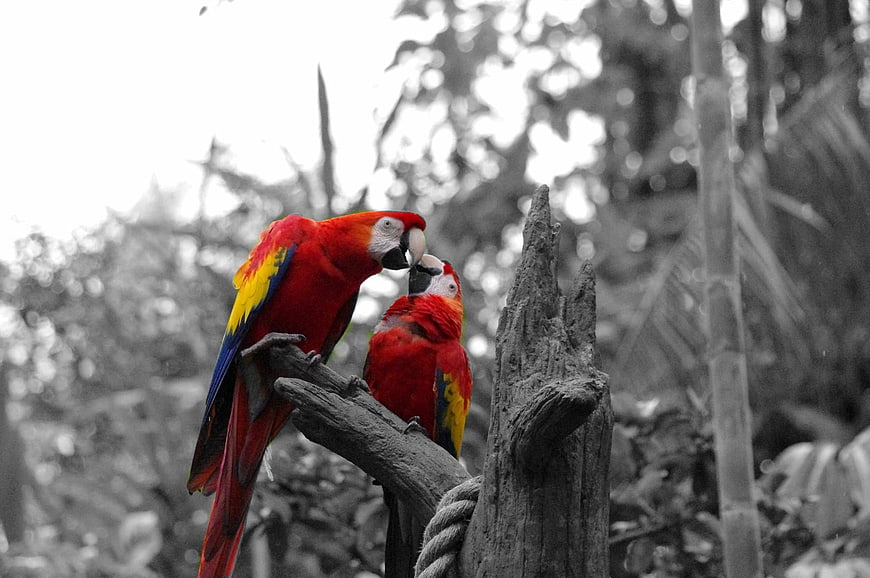 Two colorful macaws perched on a branch against a black and white background