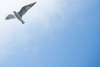 Seagull Flying Against Blue Sky with Copyspace