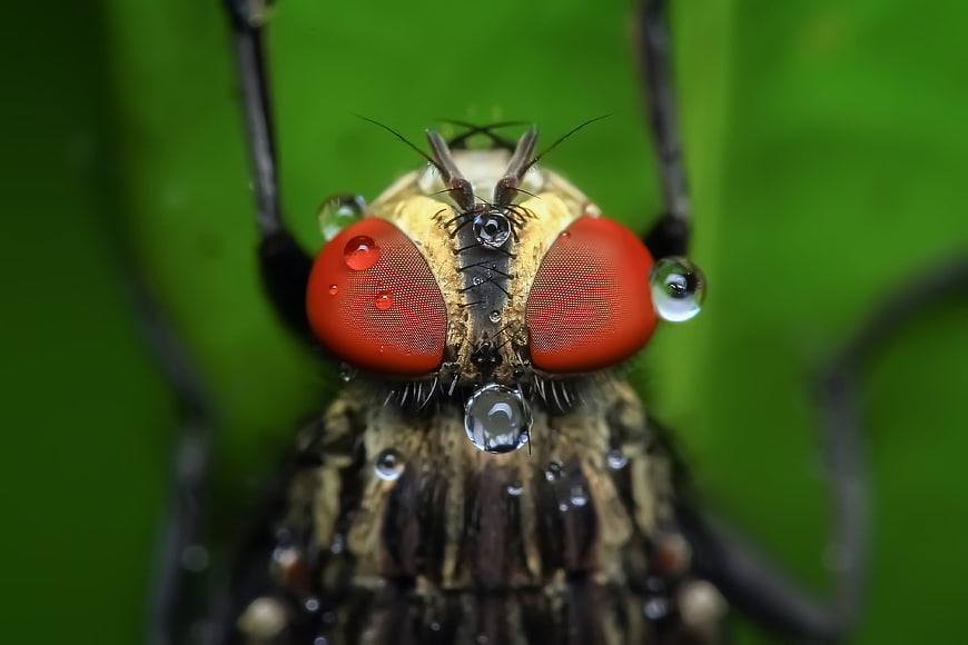 Macro Close-Up of a Fly with Red Eyes and Water Droplets