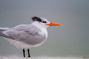 Royal Tern Standing on Sandy Beach with Blurred Background