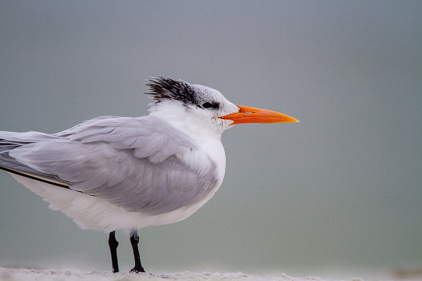 Royal Tern Standing on Sandy Beach with Blurred Background