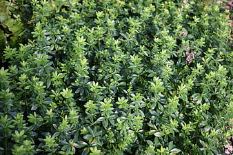 Dense Green Ground Cover Plant Foliage Texture