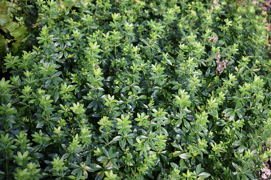 Dense Green Ground Cover Plant Foliage Texture