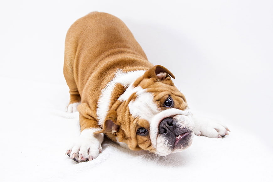Cute English Bulldog Puppy Lying Down On White Background