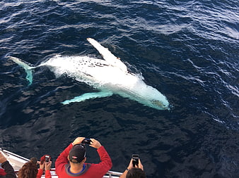 Humpback Whale Swimming Near Boat with Tourists Taking Photos