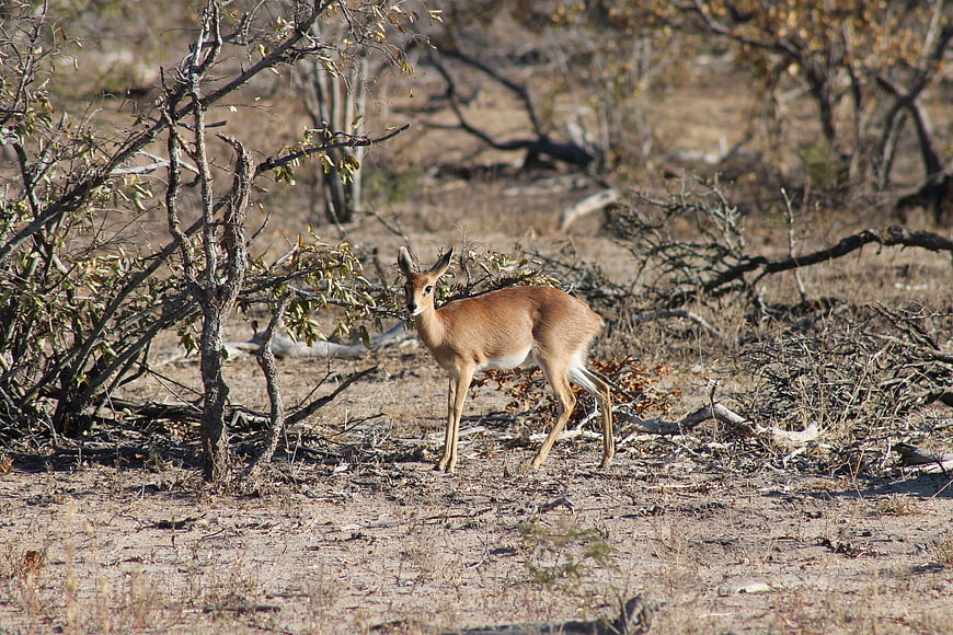 Steinbok standing in dry African bushveld landscape