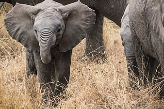 Baby African Elephant Walking in Dry Grass