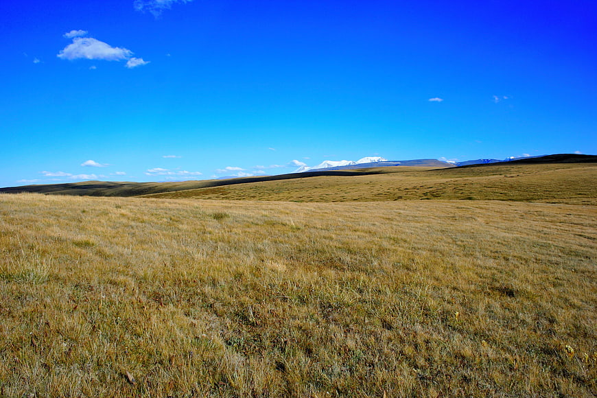 Golden Steppe Landscape with Distant Snow-Capped Mountains