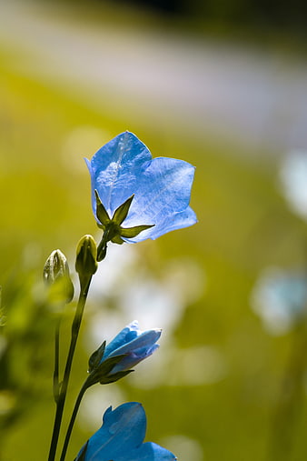 Close-up of Blue Bellflowers in Sunlight