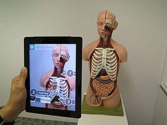 Hand Holding Tablet Showing AR Anatomy Overlay of Human Torso Model