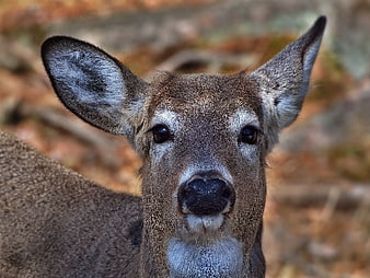 Close-up portrait of a white-tailed deer in autumn forest