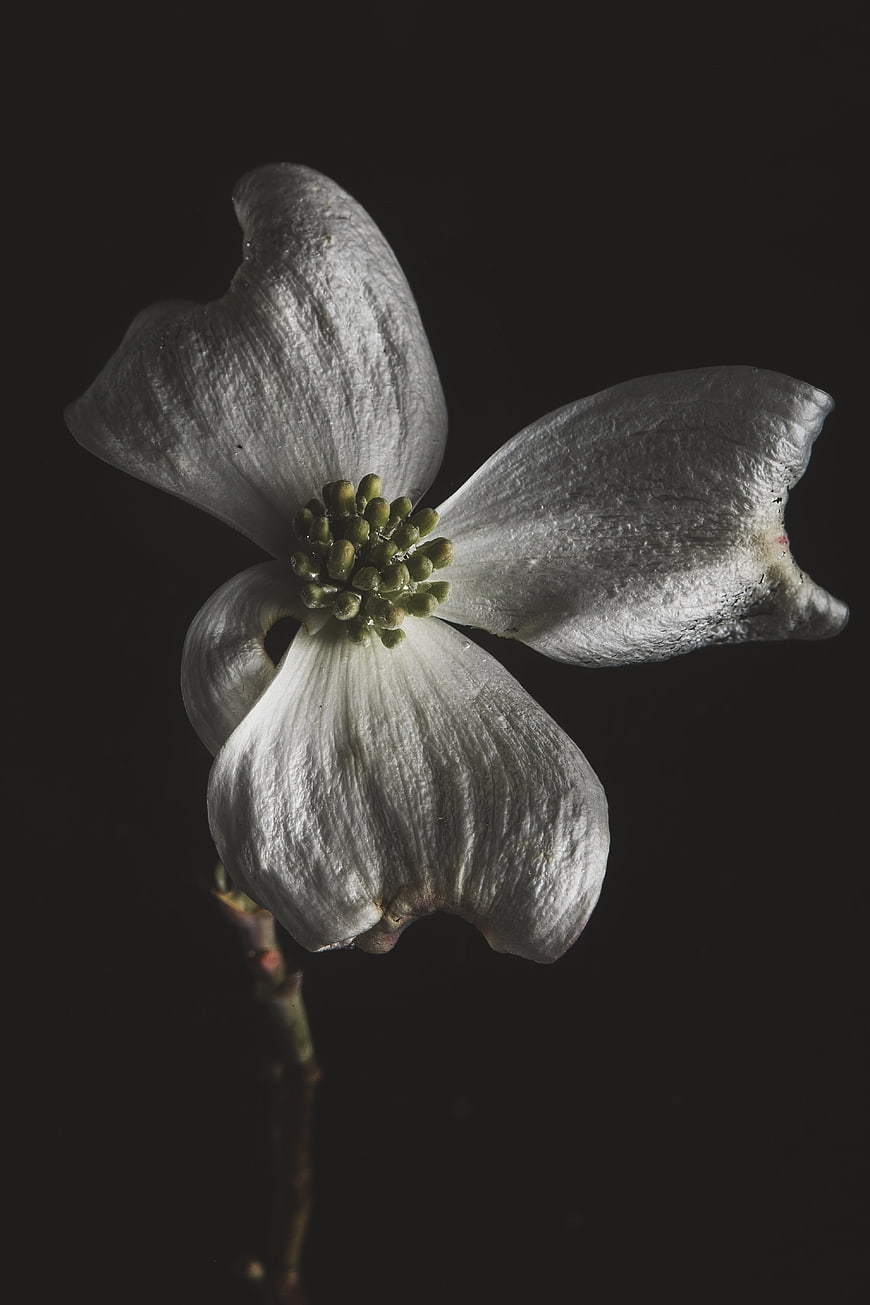 Withered White Flower on Dark Background