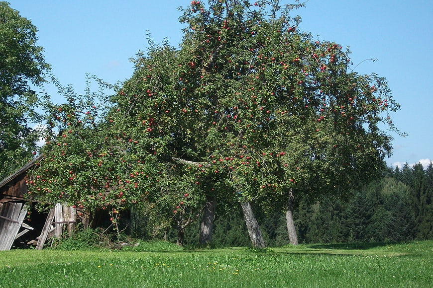 Apple tree with red fruit in summer meadow