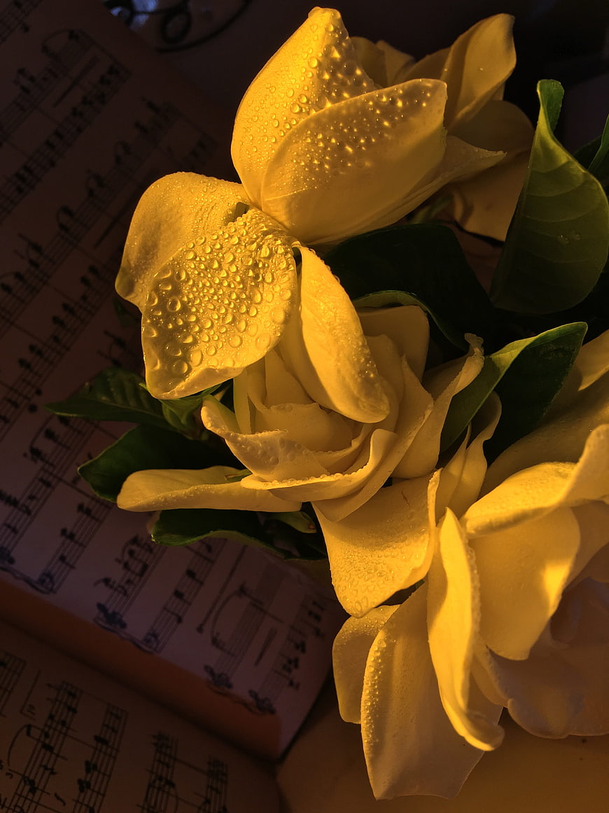 Close-up of yellow jasmine flowers with water droplets on sheet music