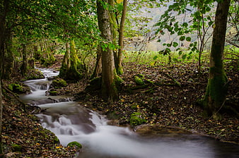 Long Exposure Forest Stream with Mossy Trees in Autumn