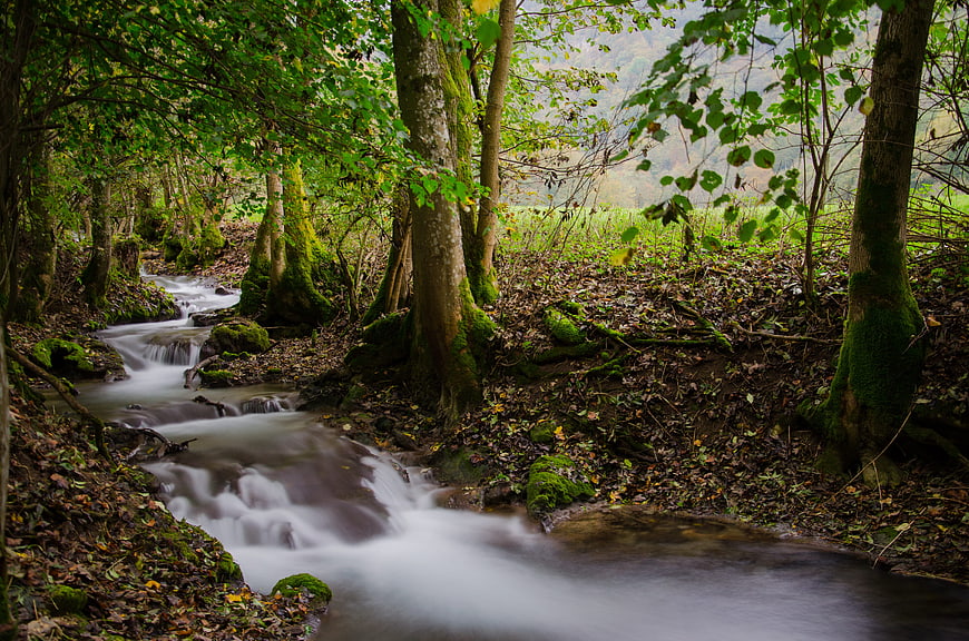 Long Exposure Forest Stream with Mossy Trees in Autumn