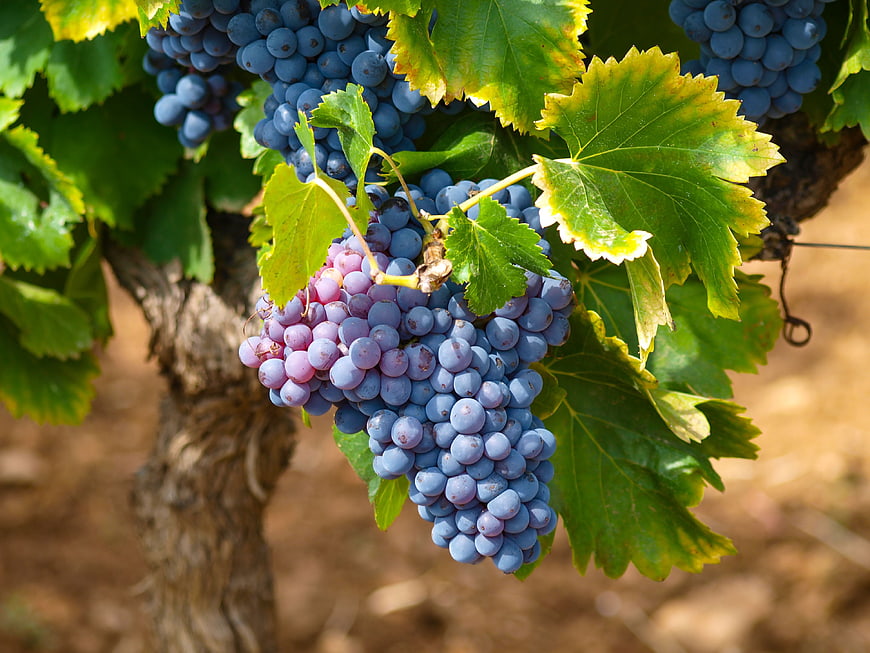 Ripe Purple Grapes Hanging on Vine in Sunlit Vineyard