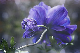Close-up of purple anemone flower with blurred background