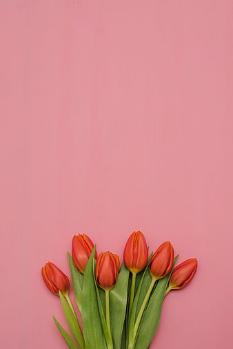 Red Tulip Bouquet Flat Lay On Pink Background