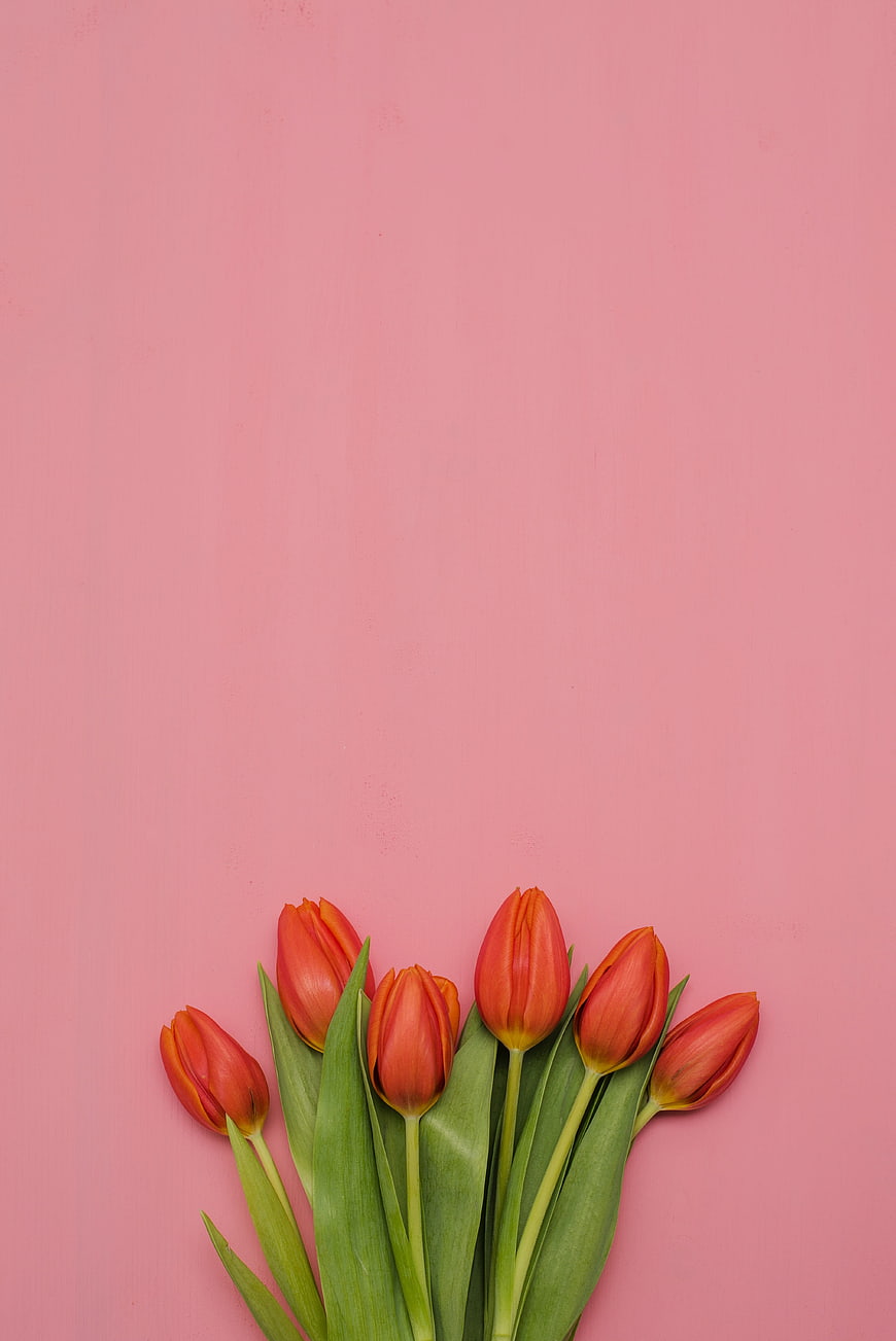 Red Tulip Bouquet Flat Lay On Pink Background