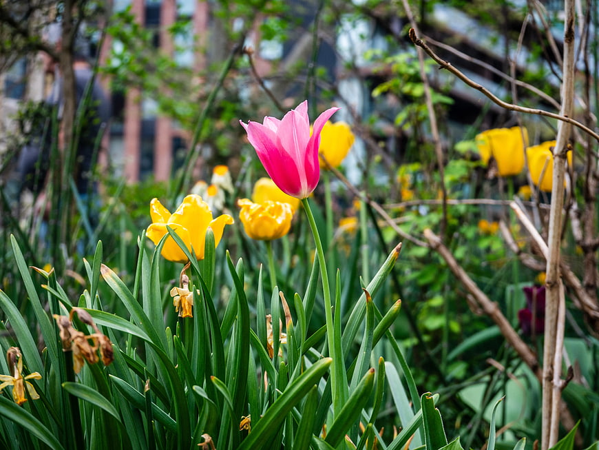 Pink Tulip and Yellow Daffodils in Spring Garden