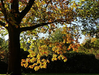 Sunlit Oak Tree with Golden Autumn Leaves in Park