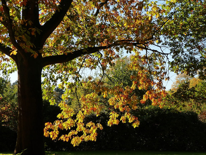 Sunlit Oak Tree with Golden Autumn Leaves in Park