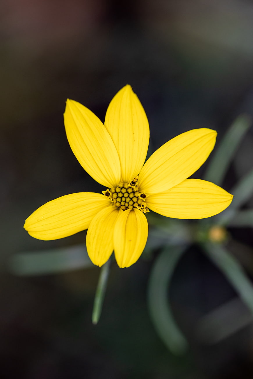 Close-up of a vibrant yellow flower with dark background